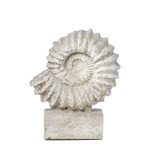 Ammonite Nautilus Sculpture